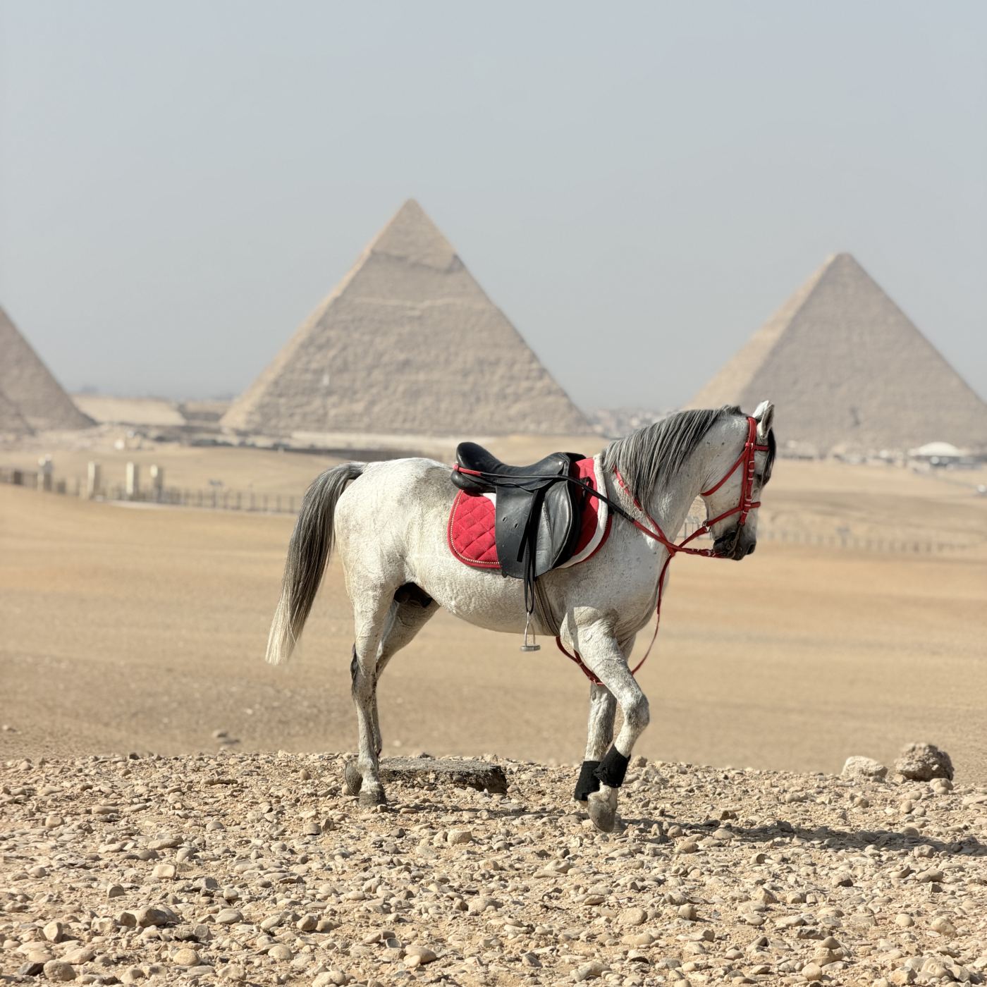 Beginner Horse Riding & Photoshoot with Pyramids View