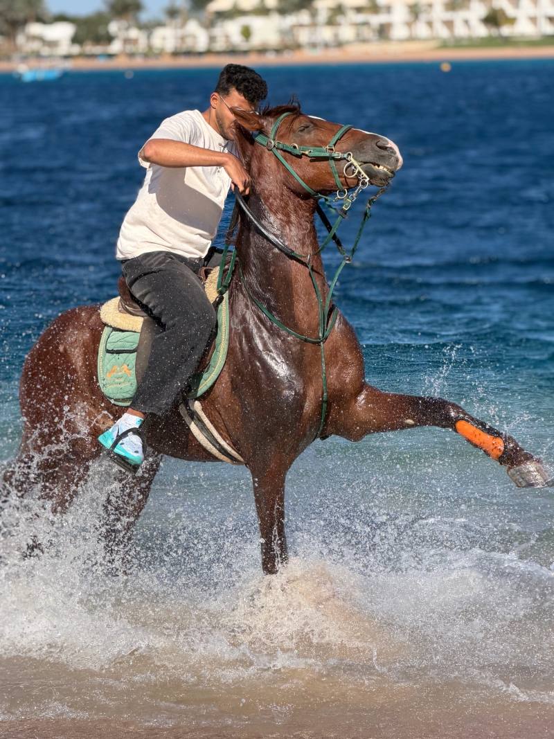 Horse riding in Dahab — photo 3