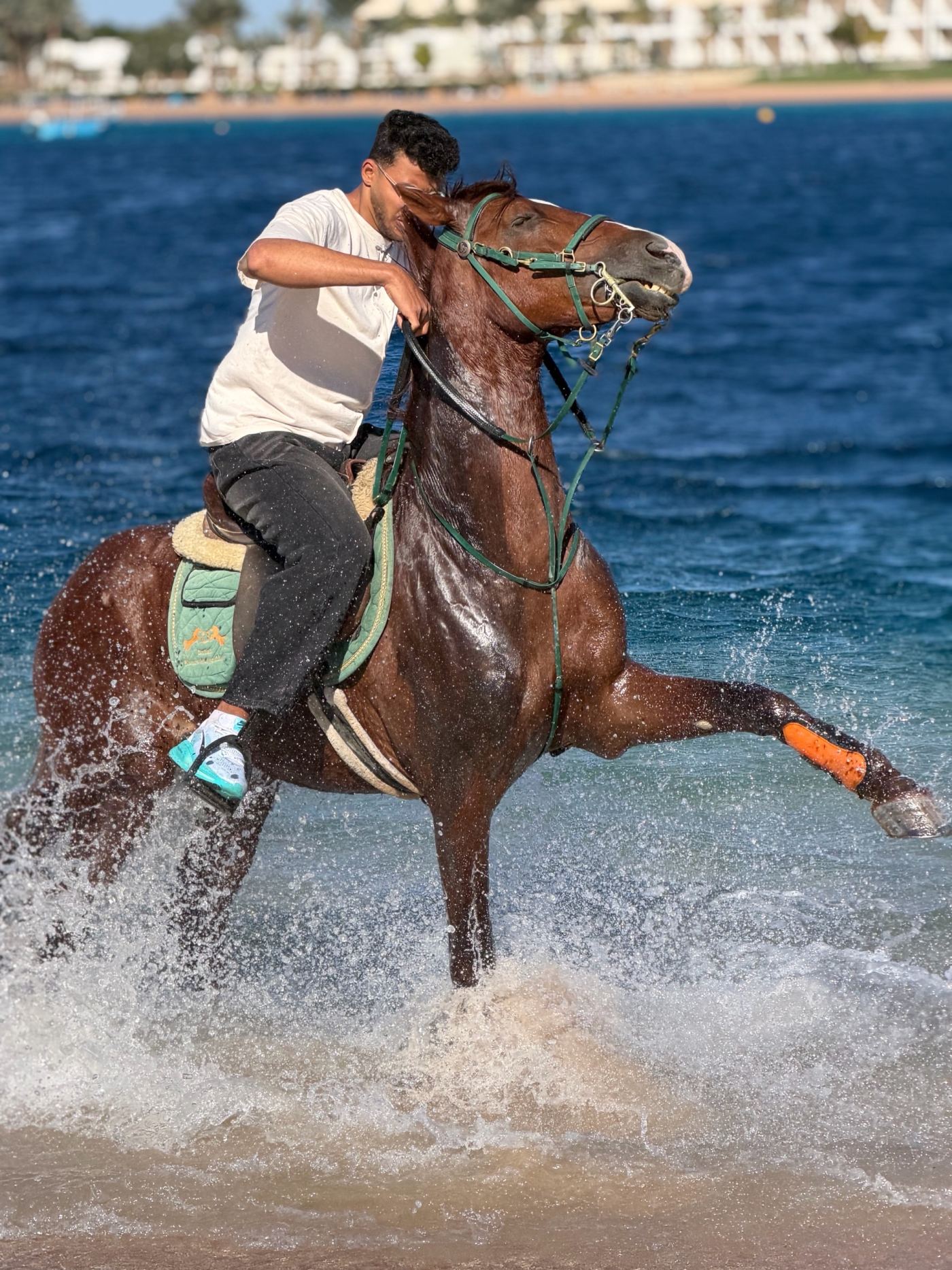 Horse riding in Dahab — photo 3