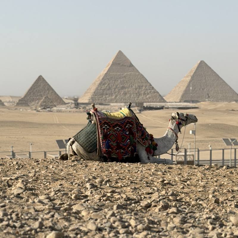 Pyramids Camel Safari
