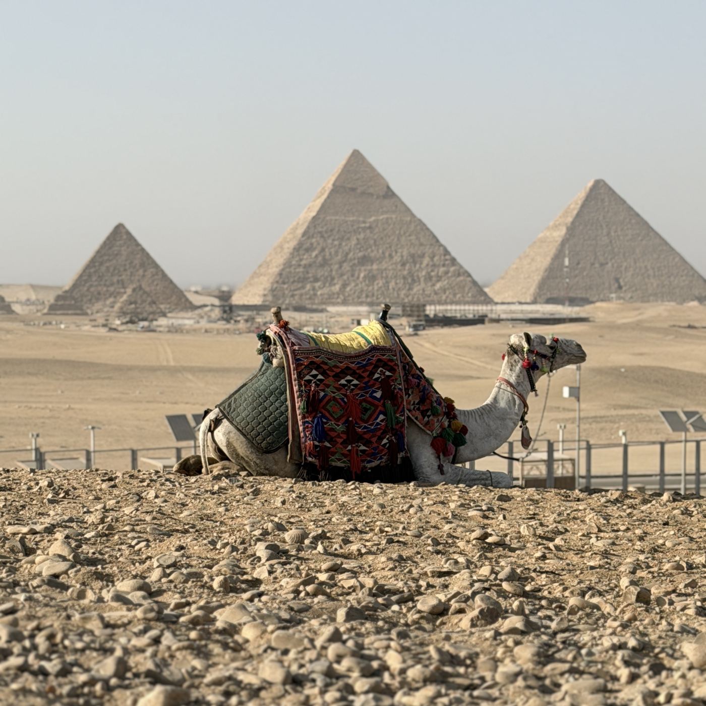 Pyramids Camel Safari