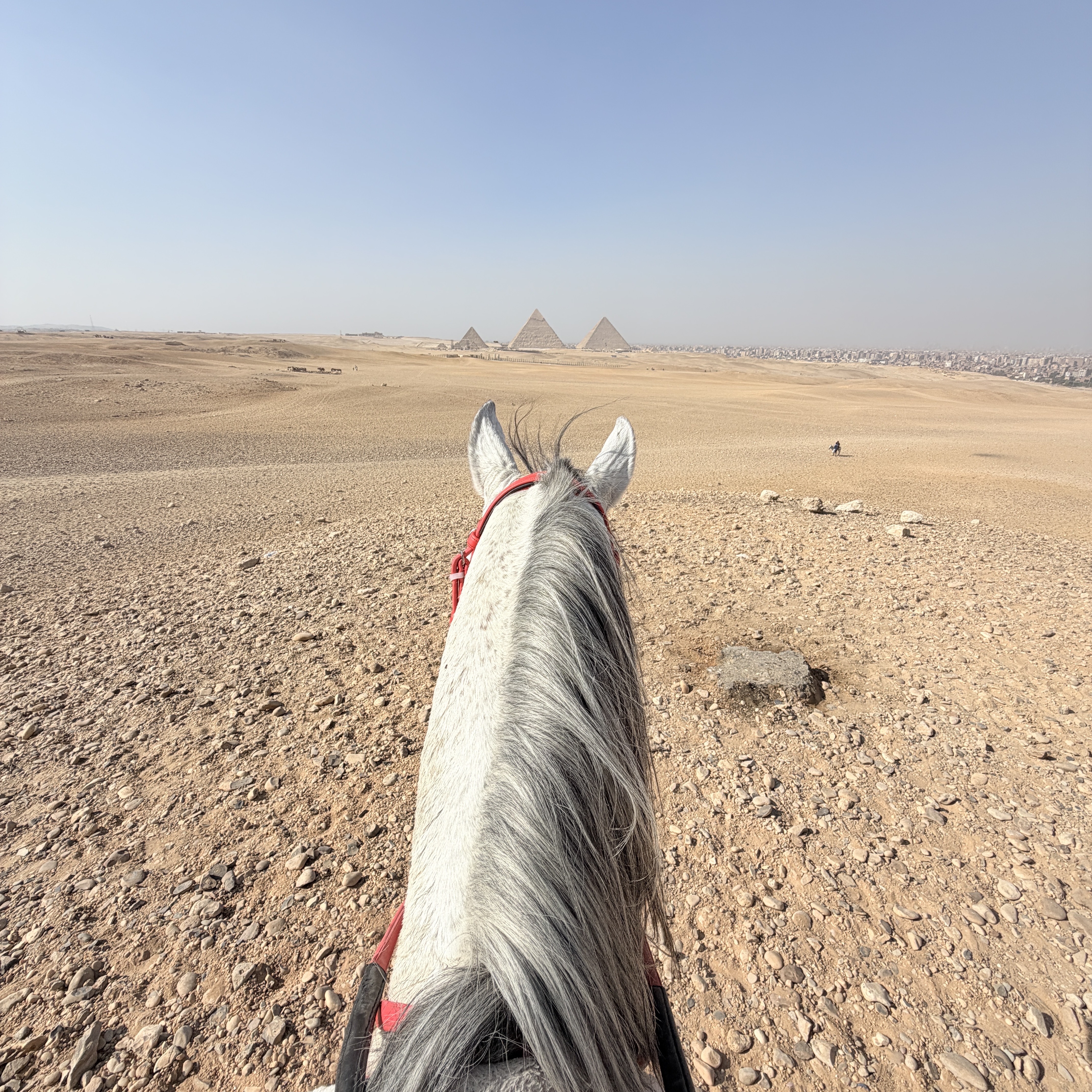صورة الفعالية